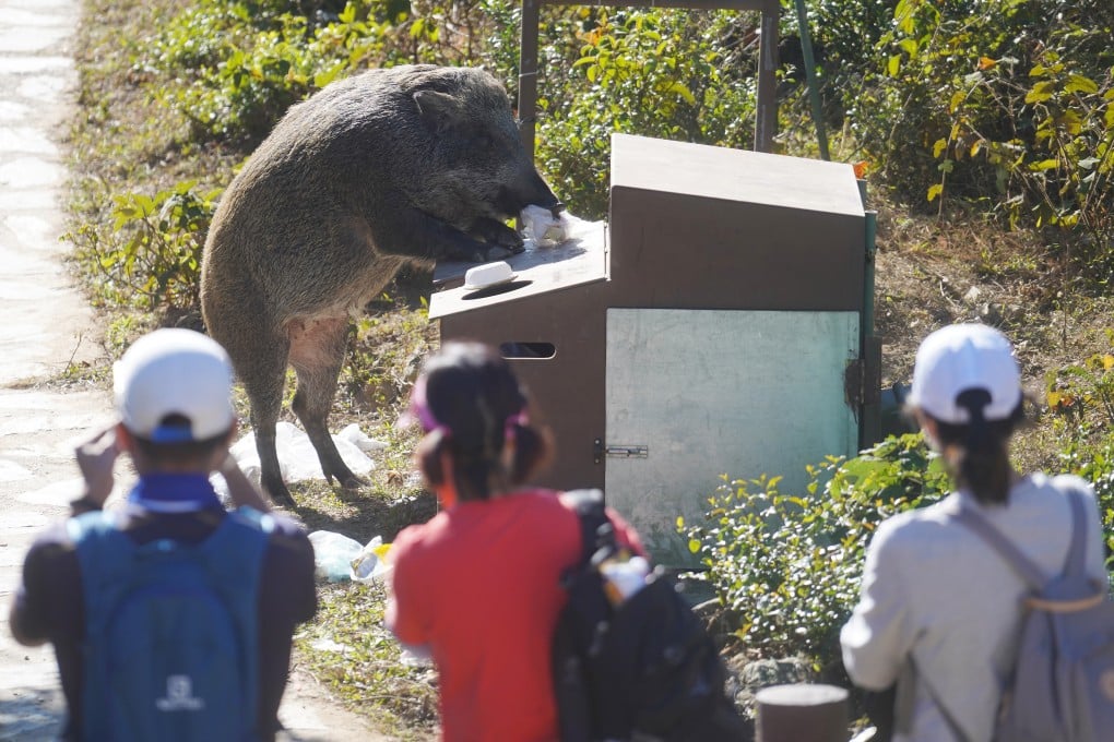 People look on as a wild boar raids a rubbish bin at Tai Mo Shan. Photo: Winson Wong