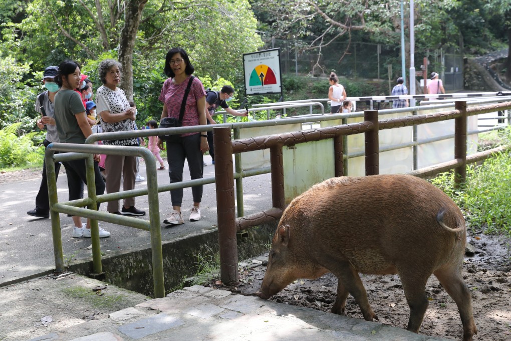 Residents watch as a wild boar approaches at Aderdeen Country Park. Photo: Edmond So