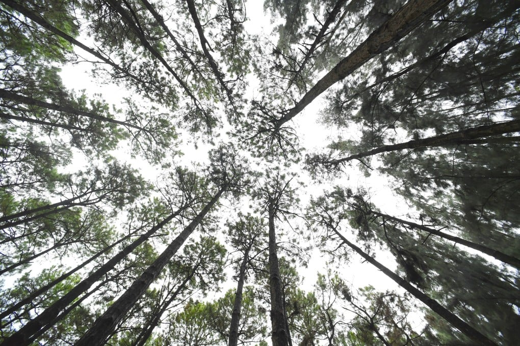 While China has reduced forest loss within its borders, it has a role in global deforestation. Photo: Xinhua