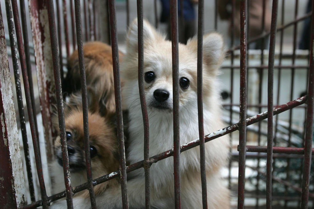 As China battles to contain new coronavirus outbreaks, reports of pets being killed when owners go into quarantine or hospital have been on the rise. Photo: Getty Images