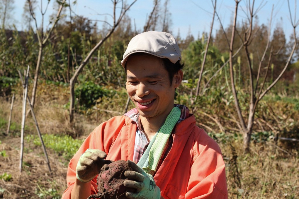 Farmer Liang Funa looking at a potato, the biggest he’s ever grown, in Chongming island in Shanghai. Photo: AFP