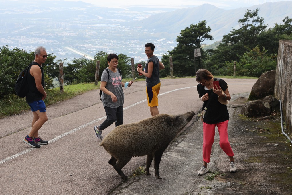 People visiting Hong Kong’s Tai Mo Shan encounter a wild boar. Photo: May Tse
