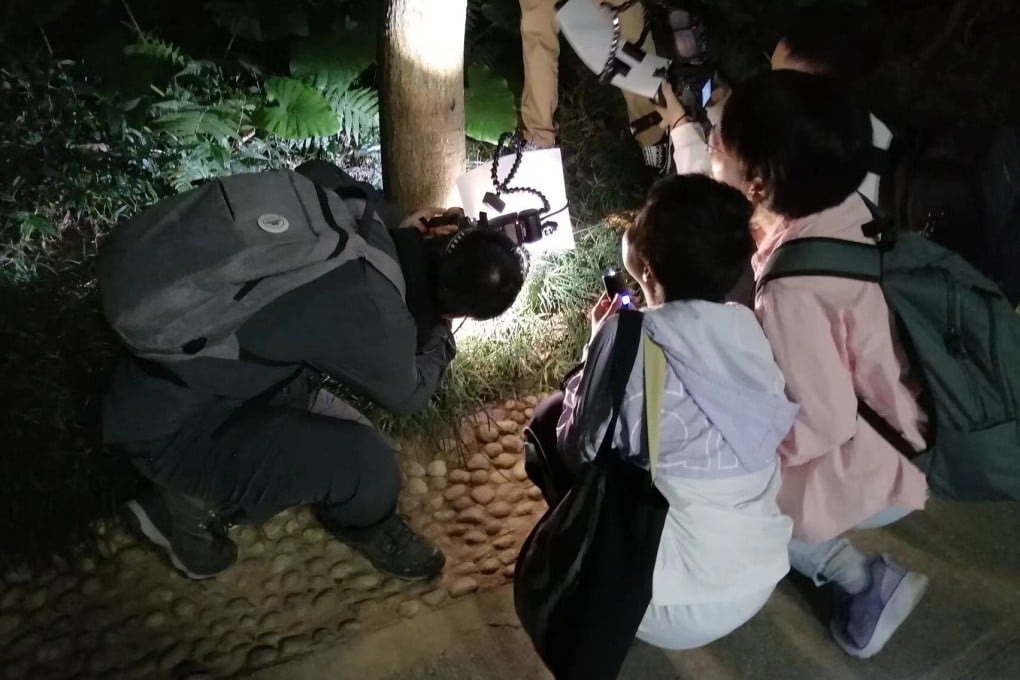 A small but growing number of nature enthusiasts in Shenzhen, China spend their evenings trying to find the city’s wild inhabitants. Photo: Phoebe Zhang