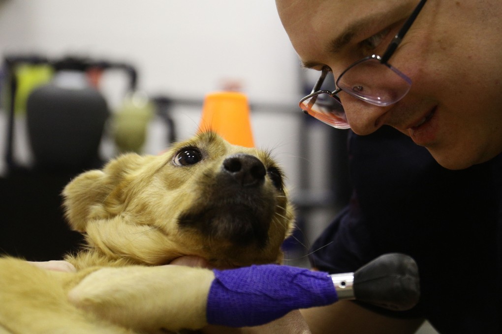 Veterinary surgeon Sergei Gorshkov looks at Monika, an amputee dog with four artificial limbs, at a clinic in Novosibirsk, Russia on Friday. Photo: AFP