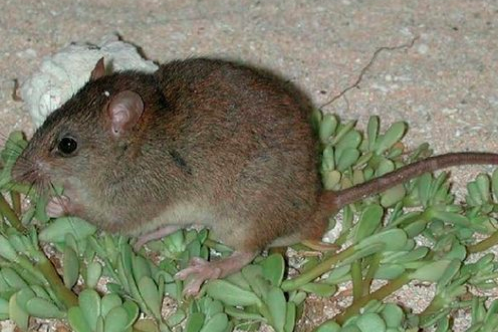 Scientists said the Bramble Cay melomys' extinction could be assumed with “considerable confidence,” blaming man-made climate change for the extinction. Photo: Queensland Government
