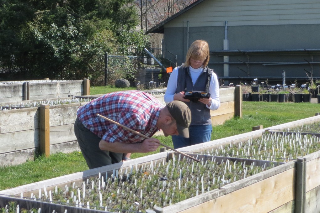 Scientists examining pine saplings in the AdapTree genotyping program. Photo: Genome BC