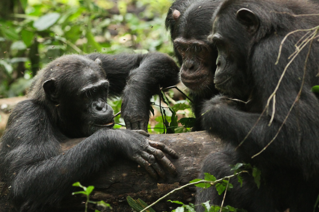 Three chimps engaging with the honey hole experiment in Kibale National Park in Uganda. Photo: Andrew Bernard