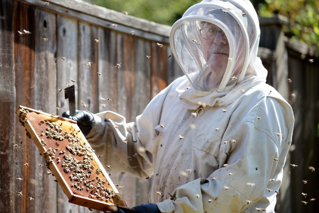 BC honeybees generate close to C$500 million (US$383 million) in economic activity, according to a new report from Vancity credit union. Photo: Jennifer Gauthier, Burnaby Now