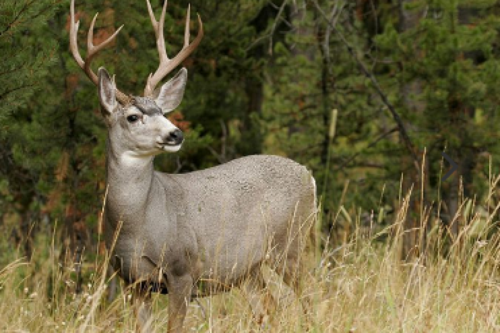 Hunting wildlife with a drone could cost a hunter C$250,000 (US$190,300) and up to two years in jail. Photo: Fishthewest.com