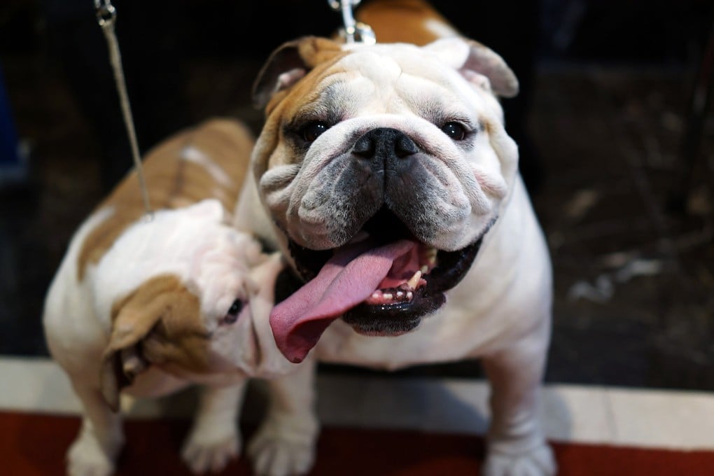 English bulldogs can sell for well over US$1,000 in the US and UK. Photo: Spencer Platt/Getty Images