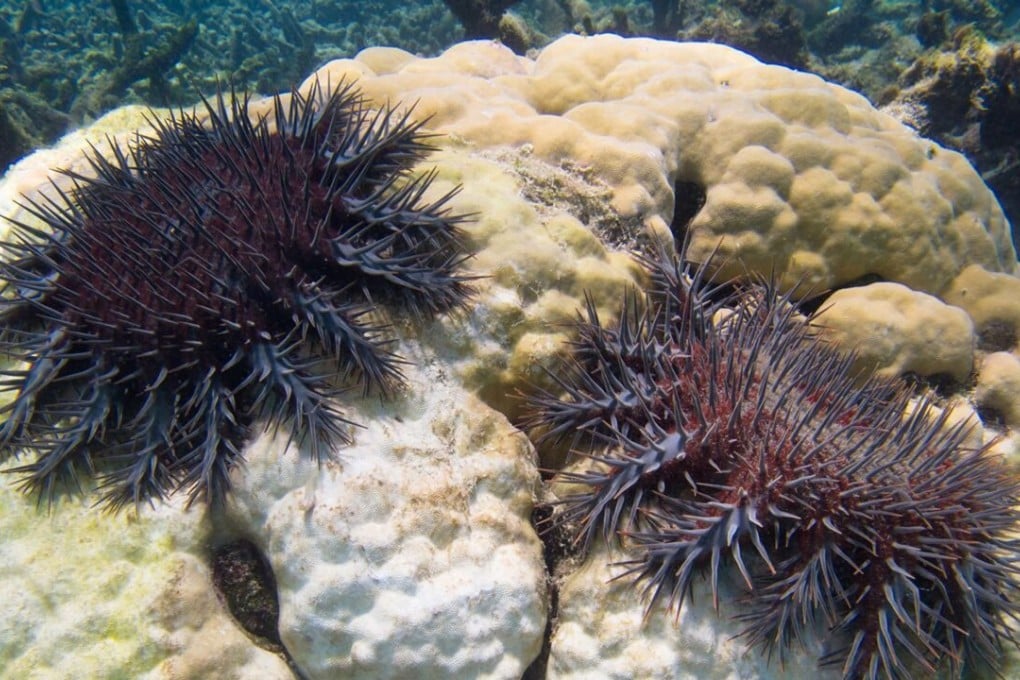 eCoral was also expected to take a hit as a result of global warming. Photo: EPA