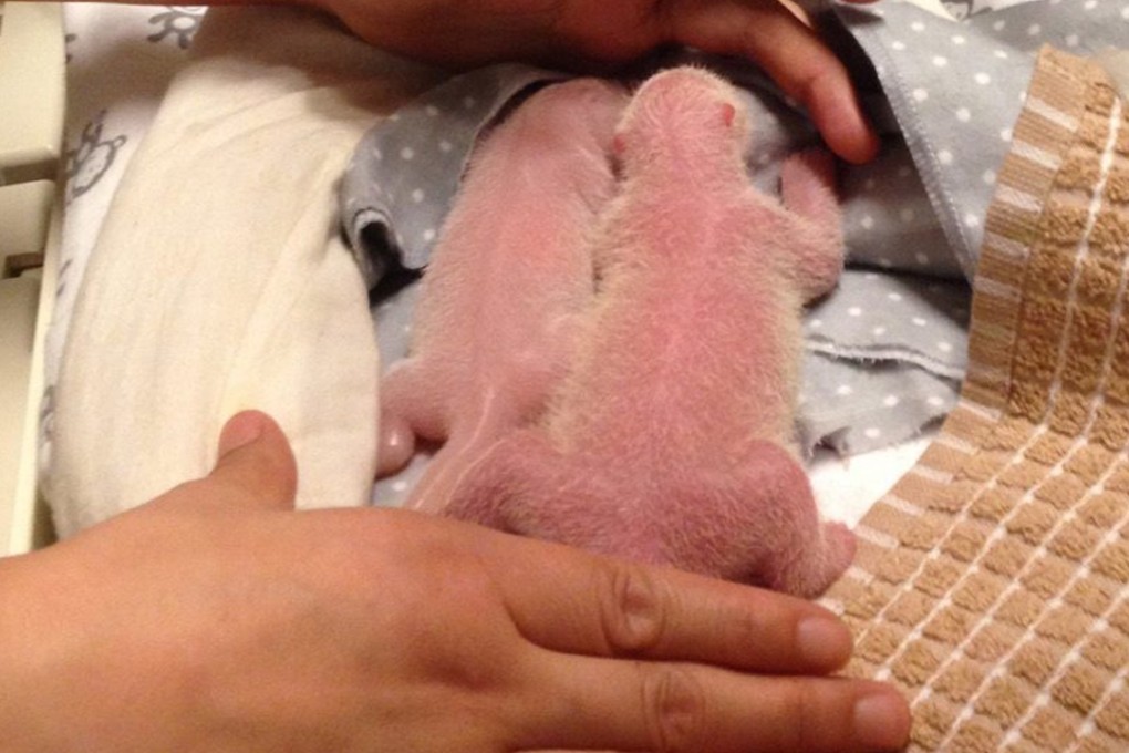 The two baby pandas at Toronto Zoo appear to be doing well. Photo: AP