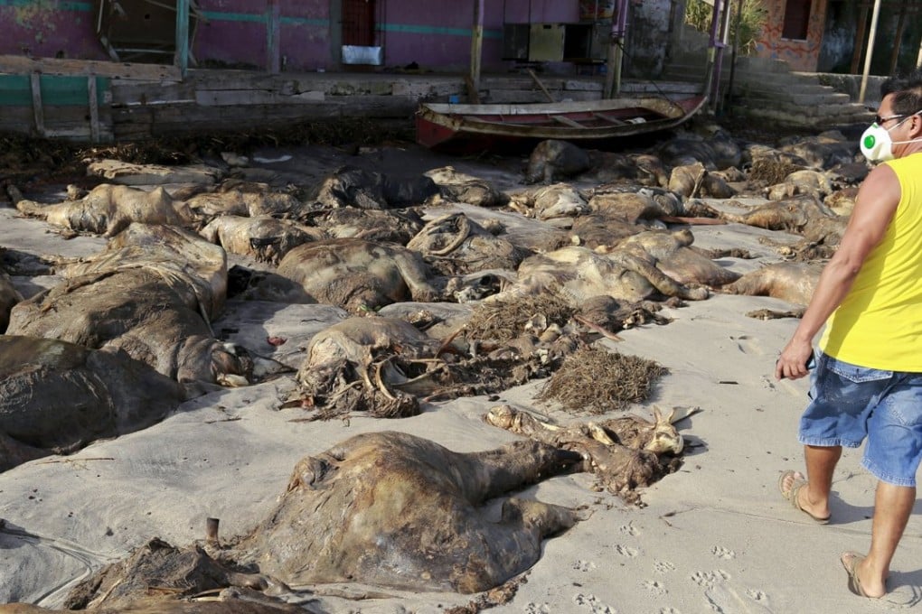 A man walks next to carcasses of cows on Gatos Mortos beach after a livestock carrier capsized in Bacarena, Para state, Brazil. Photo: Reuters