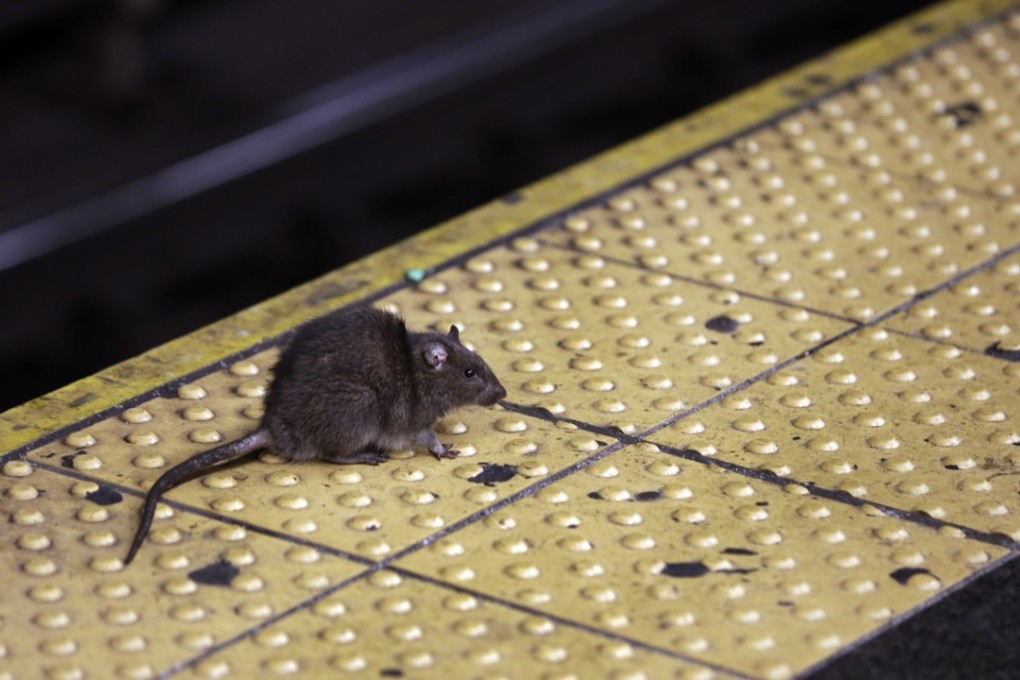 A rat crosses a Times Square subway platform in New York. Photo: AP
