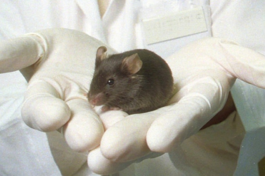 A team in Shanghai found that by transplanting neurons derived from the cells into the rodents, they could reverse their cognitive degeneration. Photo: SCMP Pictures