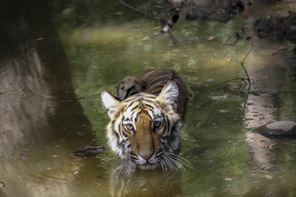 A tiger wades through the water at the Jim Corbett National Park, Uttarakhand. Photo: Jim's Jungle Retreat