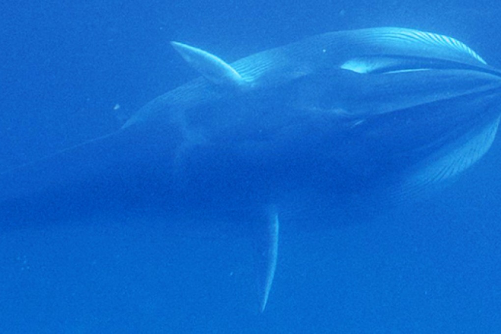 The rare Omura's whale has been caught on camera for the first time. Photo: The Washington Post