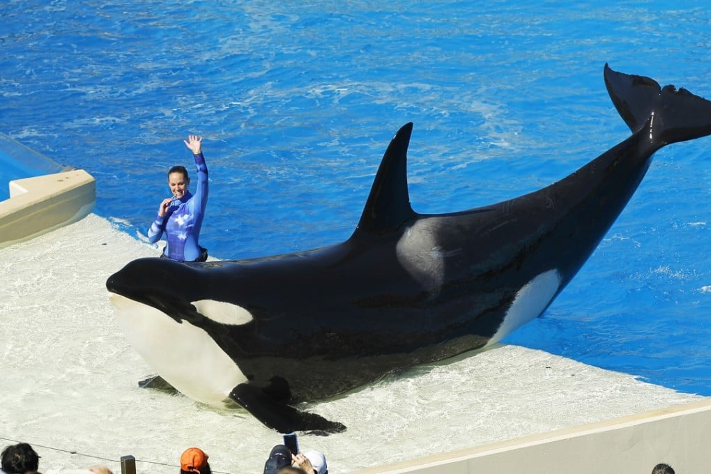 An orca whale performs during the One Ocean show at SeaWorld San Diego last month. Photo: Tribune News Service