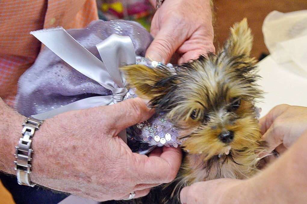 Trixie, a 15-week-old Yorkshire terrier, is fitted with a grey party dress made by her owner, Suzanne Crosier, who, along with her husband, Dean Crosier, runs a business to create clothes and accessories for dogs. Photo: Tribune News Service