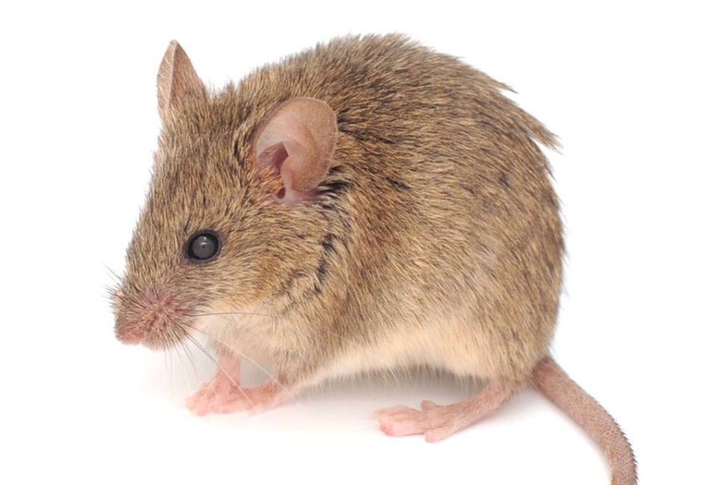 Chinese scientists say they have created healthy mice pups by combining the genetic material from two mothers. Photo: Shutterstock