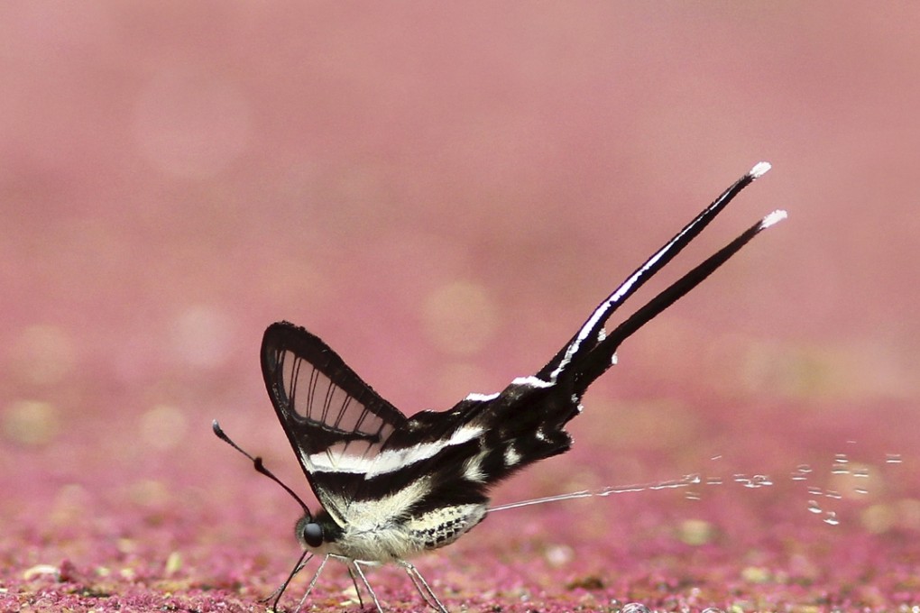 White dragontail (Lamproptera curius)