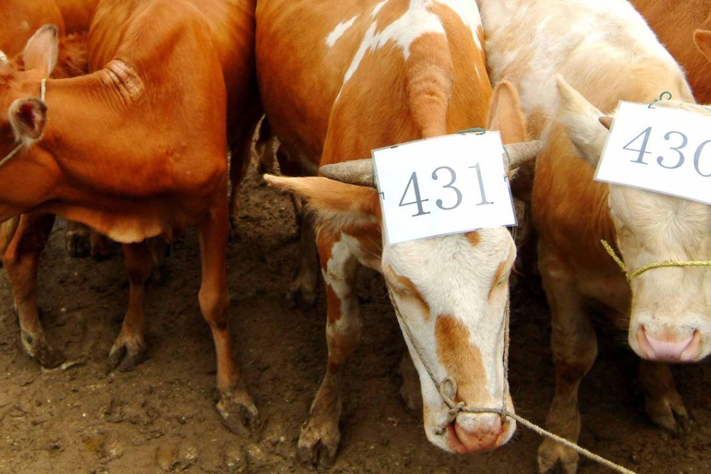 Chinese farmers have struggled to breed enough beef cattle to meet market demand. Photo: AP