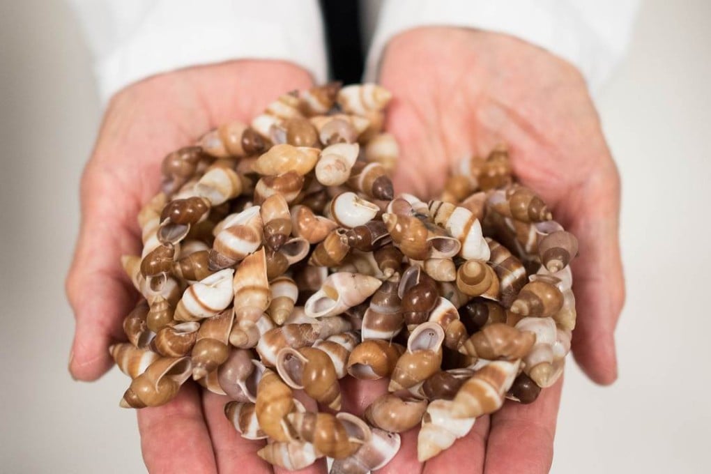 Dr Ann Clarke of the Frozen Ark Project poses with Partula snail shells in a laboratory at Nottingham University as the British-led project preserves the DNA of endangered species before they disappear as the Earth undergoes what scientists are calling the sixth mass extinction ahead of a critical climate change conference taking place next week in Paris. Photo: AFP