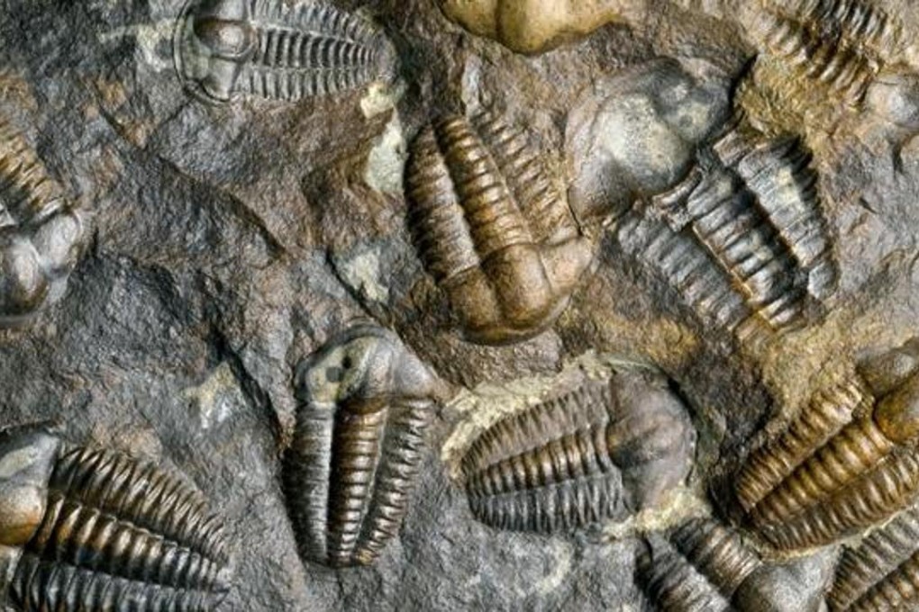 Fossils from the Cambrian Explosion are shown in this file photo. The event marked the change on earth from mostly single-cell organisms like bacteria to multi-cellular structures with eyes, limbs and hard bodies. The larva found in China lived at the dawn of the Cambrian period. Photo: SCMP Pictures -