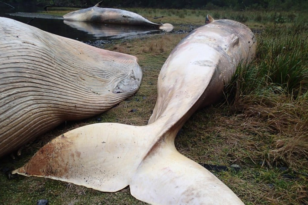 A photo released on Tuesday, by the Huinay Scientific Centre shows sei whales dead at Caleta Buena, in the southern Aysen region of Chile, part of the worst large-whale stranding ever recorded. Photo: AP