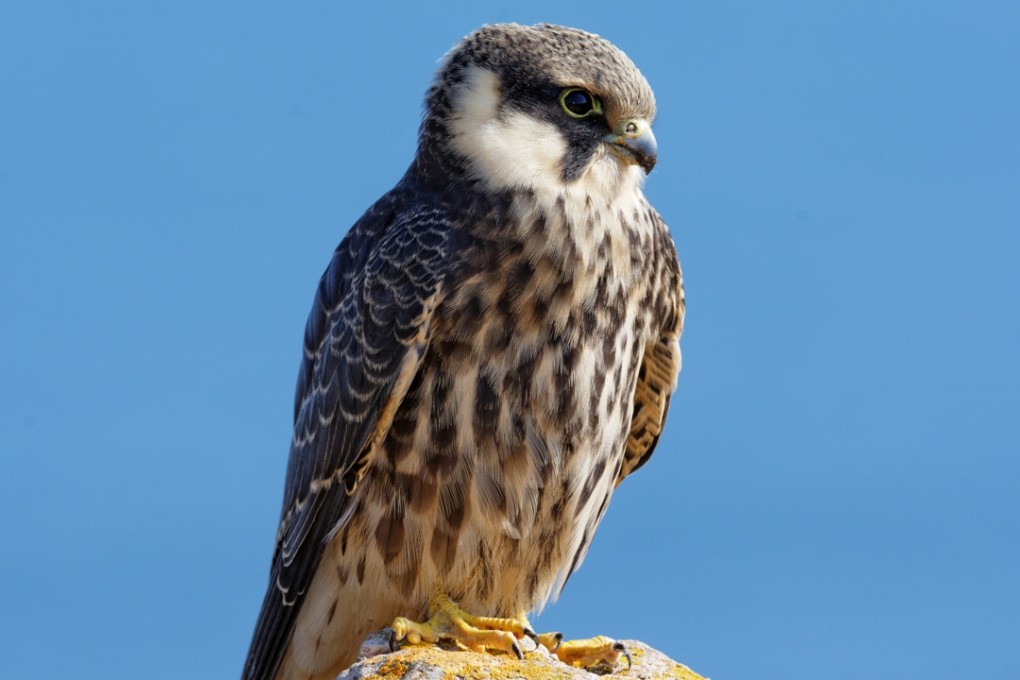 The Eurasian hobby, a small falcon, is a protected species in China. Photo: Shutterstock
