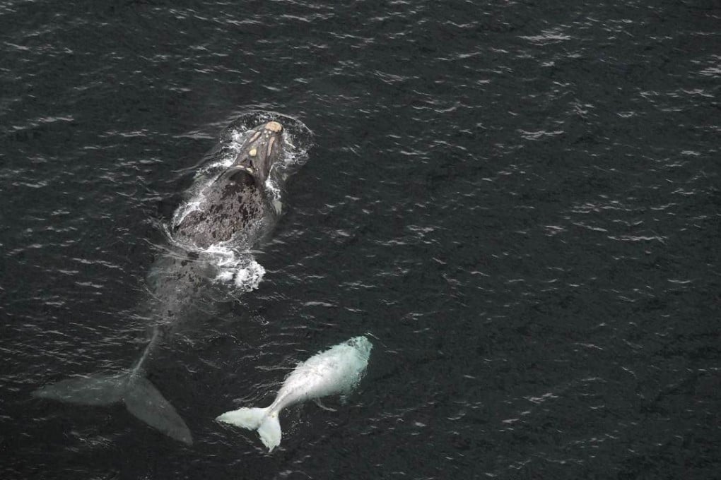 A Southern Right Whale and her white calf swim near Puerto Piramides, on the coast of Argentina. Photo: AFP