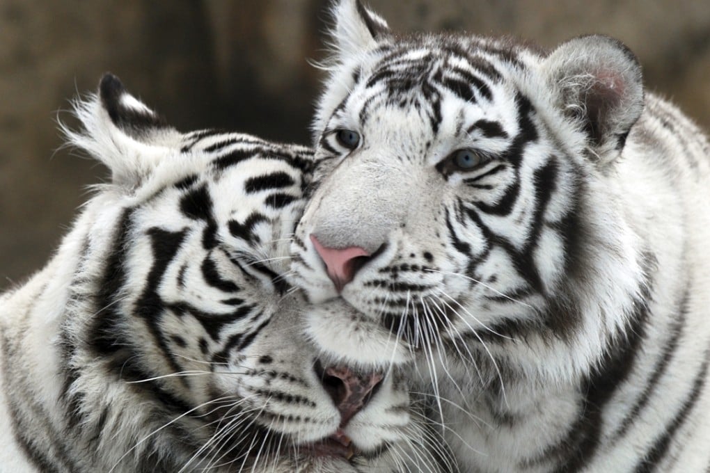 In Eka Kurniawan’s novel, the idea that a tiger lives inside the main character is accepted without question. Photo: Shutterstock