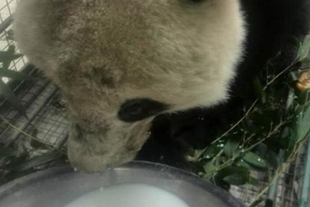 “He had a runny nose and lost part of his nose and upper lip, probably in previous fights,” the inspector, Zheng Congjun, was quoted as saying. Photo: SCMP Pictures