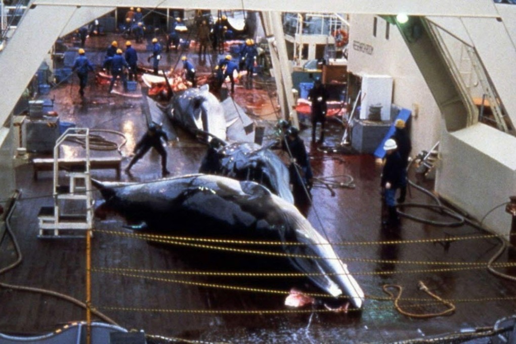 Japanese whaling in the Antarctic. Photo: SCMP