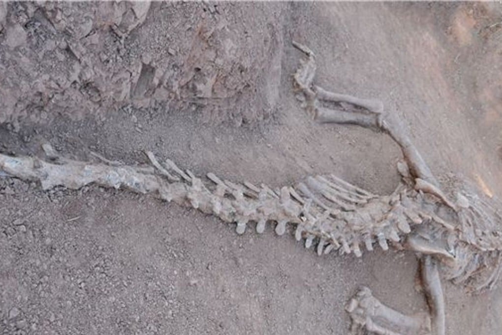The fossilised remains of L. magnus unearthed in Lufeng county in Yunnan province. Photo: Xinhua