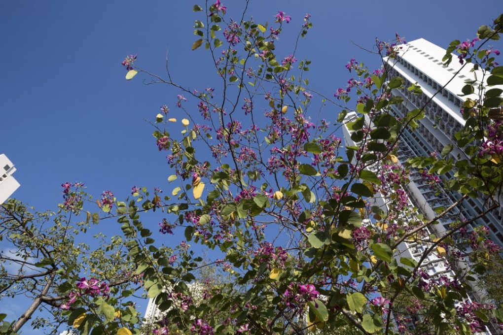 A picture shows a blossoming Bauhinia tree in a housing estate in Hong Kong, China as secondary home sales in China perked up. Photo: EPA