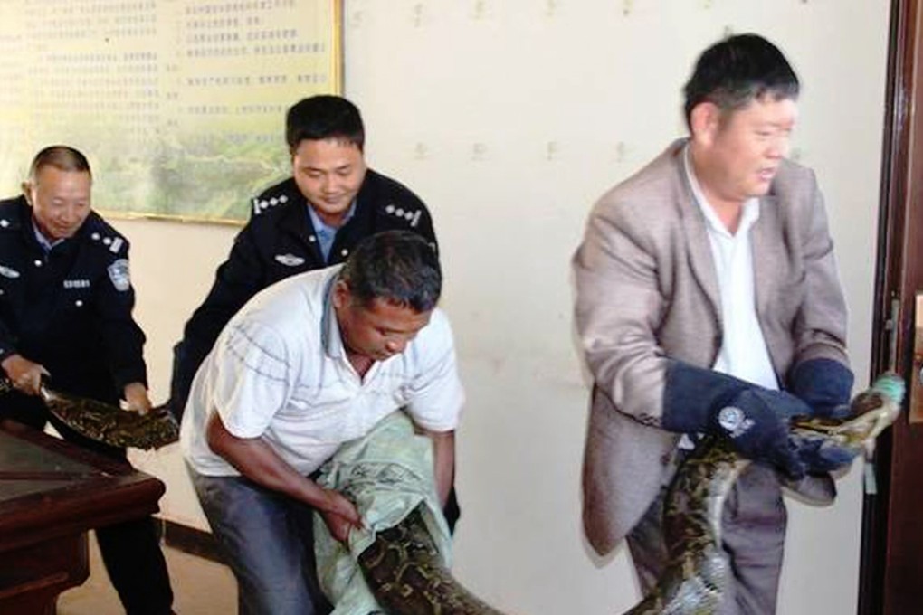 One of two pythons found by construction workers in Chuxiong city, Yunnan province. Photo: SCMP Pictures
