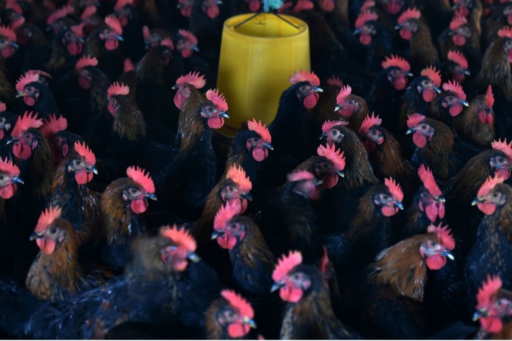 Superbugs were detected in Southern China chickens like these in Hefei. The bugs were resistant to a widely used antibiotic. Photo: AFP