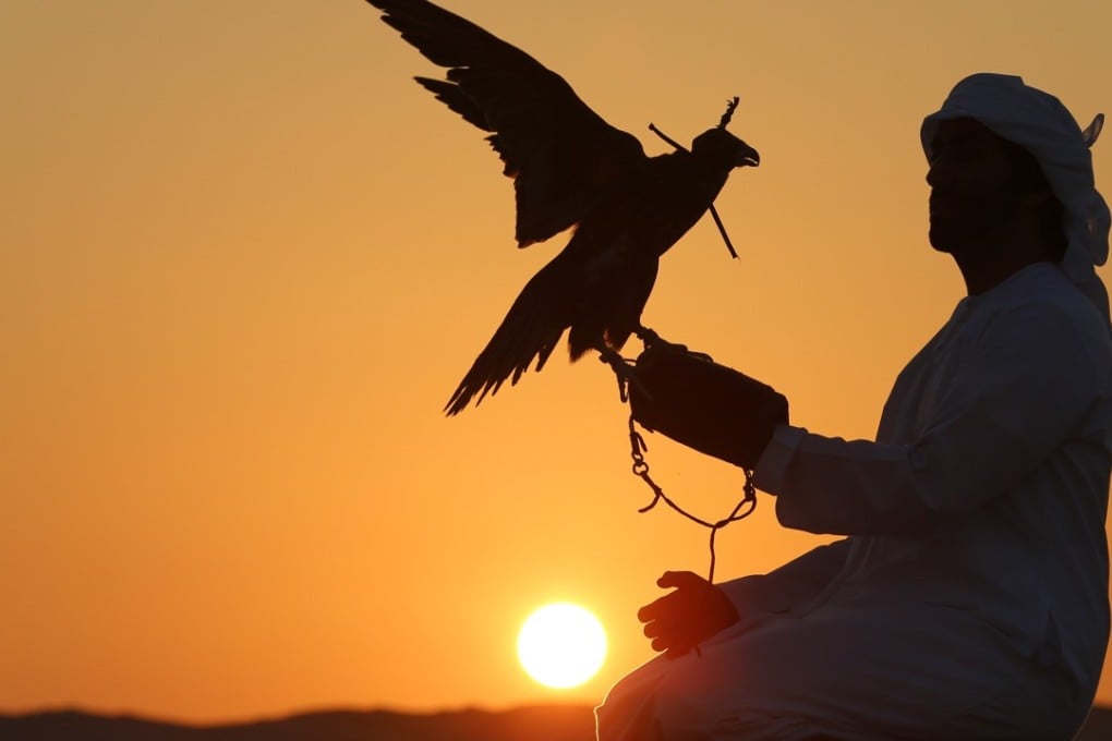 Emirati bird keeper Mohammed Rakan Bin Harwon Al-Qubassy looks on as his falcon stretches his wings in the Liwa Oasis, southwest of Abu Dhabi. Photo: AFP