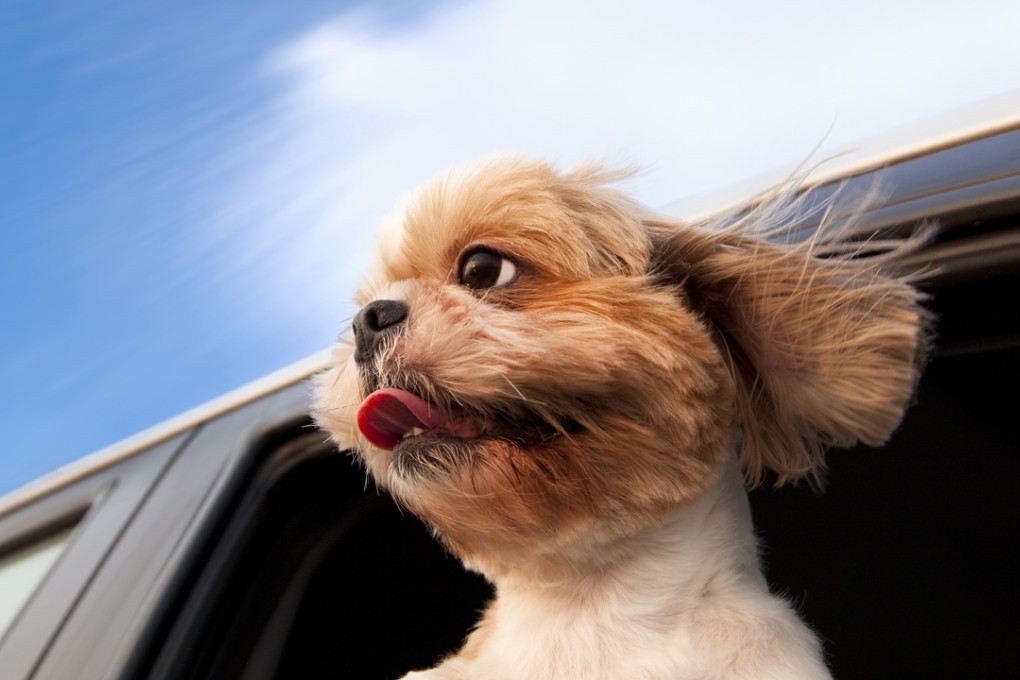 Many dogs enjoy it, but safety experts warn against letting them lean out of the window while you drive.