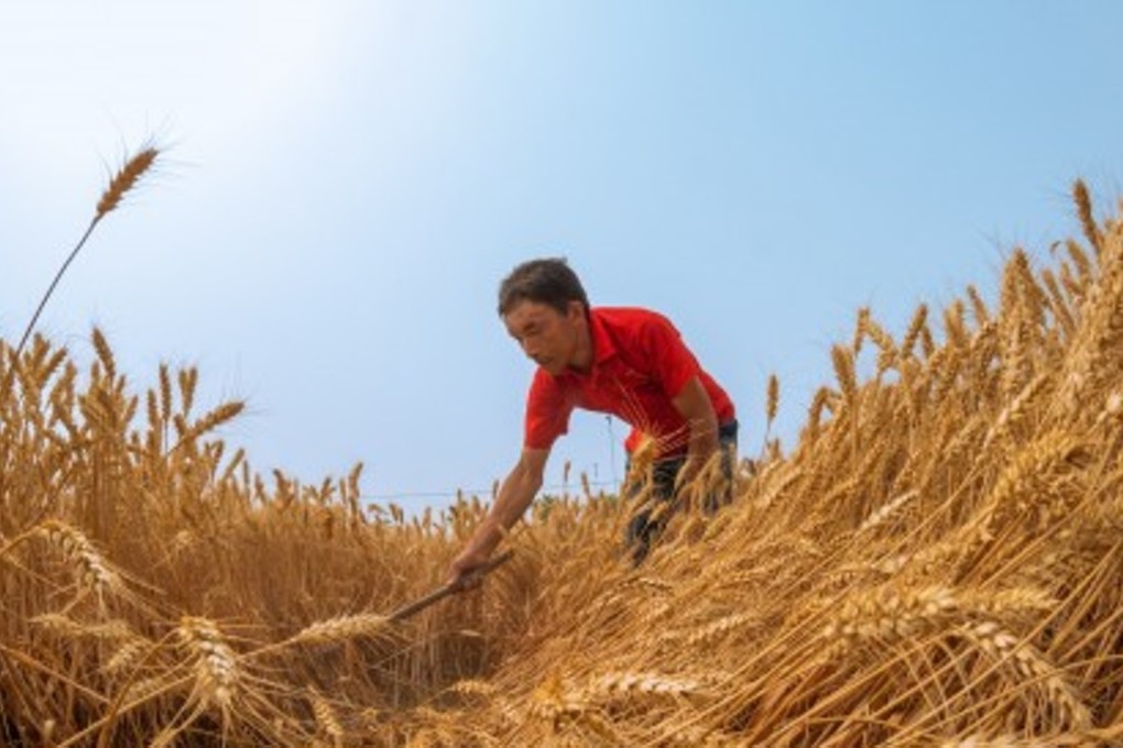 The pacts are likely to open up China’s market for Russian wheat, according to one official. Photo: Xinhua