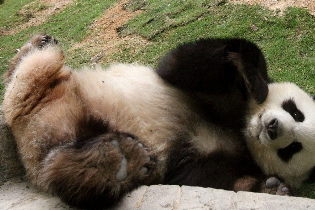Giant panda Ying Ying will now cost 11 per cent more to see at Hong Kong’s Ocean Park. Photo: SCMP Pictures