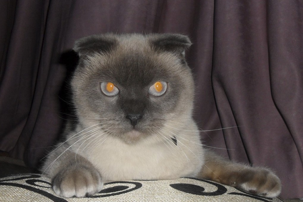 It seems the residents of the Siberian city of Barnaul want Barsik the cat to be their next mayor. Photo: AP