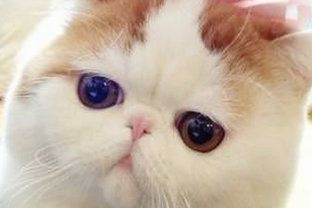 A Chinese woman spent 5,500 yuan on a cute American shorthair cat she spotted online, only to receive a dead rural cat in the post. Photo: SCMP Pictures