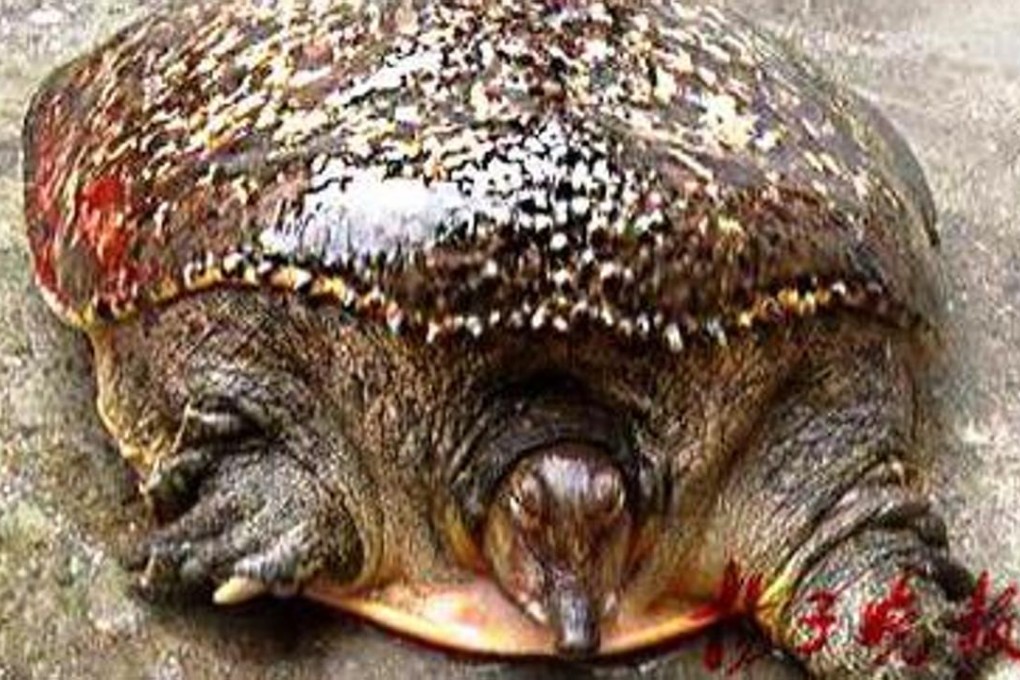 The giant turtle, thought to be at least 100 years old, was caught near Nanjing. Photo: Yangste Evening News