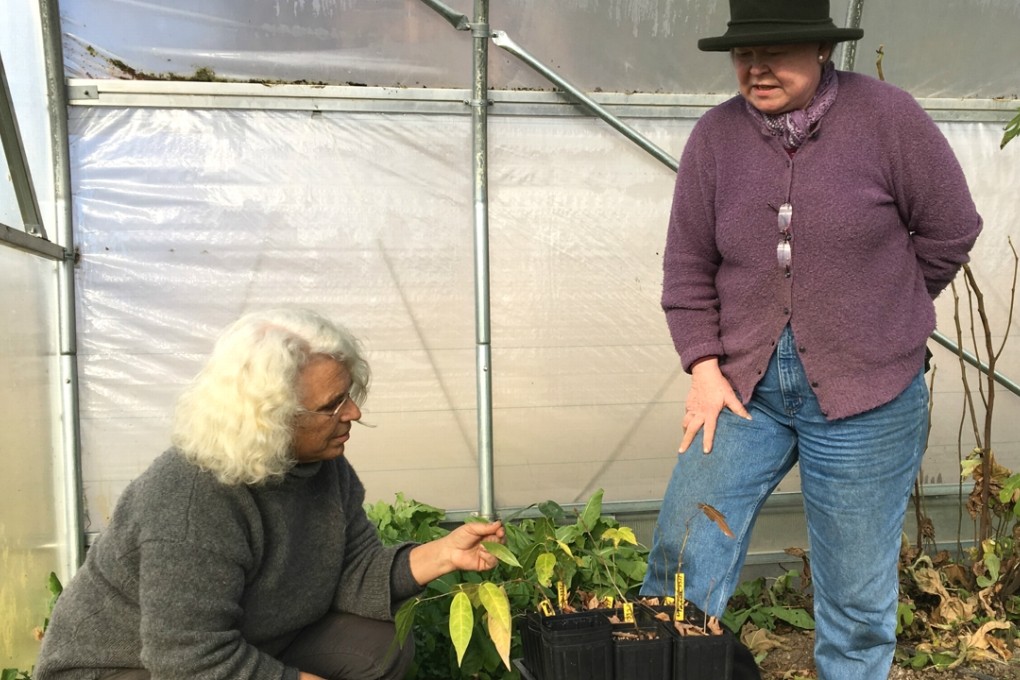 Rebekah Rice (left) and Jean Giblette examine seedlings of trees used in Chinese herbal medicine, after Giblette brought them to Rice’s greenhouse for the winter in Delmar,New York. Rice, an organic farmer, is participating in a project launched by Giblette to foster medicinal herbs as a profitable niche crop for small farmers. Photo: AP