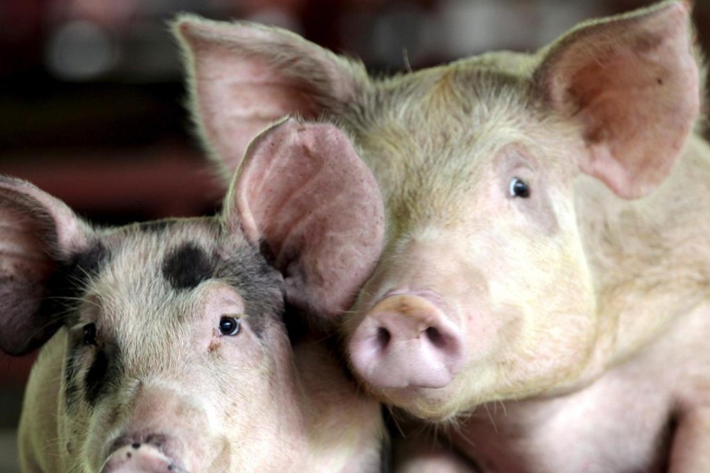 Researchers found that pigs with the Eurasian avian-flu like H1N1 strain could cause a human flu pandemic. Photo: EPA