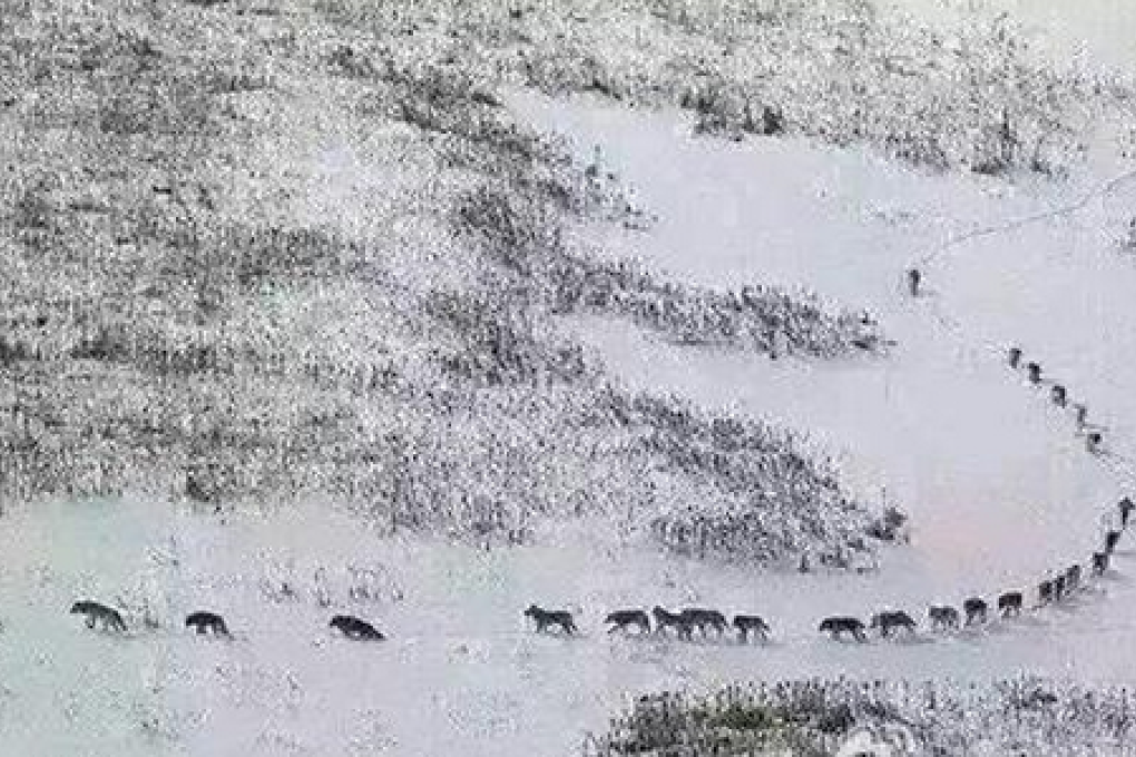 The security bureau in Xinjiang’s Altay prefecture posted this image on its official Weibo account on Sunday, but it actually came from the BBC documentary Frozen Planet. It admitted a sourcing mistake a few hours later: Photo: BBC