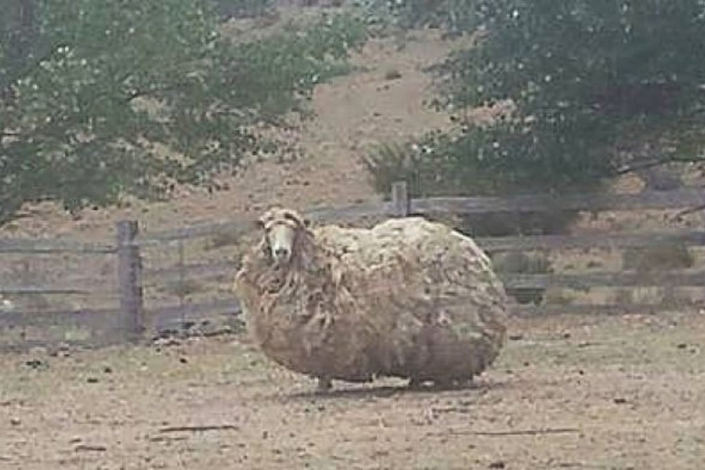 Tasmanian farmer Derek Turvey thinks ‘Sheila’ could be carrying 30kg of fleece. Photo: Derek Turvey