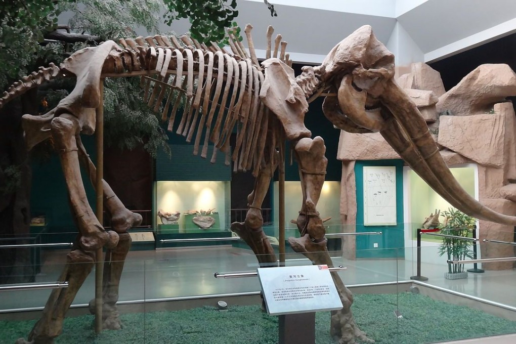 A stegodon skeleton on display at the Gansu Provincial Museum in Gansu, China. Scientists claim that the oldest fossils of this prehistoric elephant found in the region may date back 11 million years, easily beating the 7-million-year-old fossils discovered in Kenya. Photo: Wikipedia